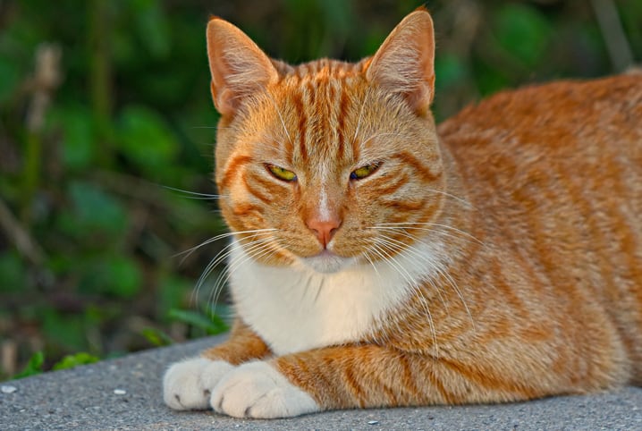 Gatos agressivos: manual para lidar com pequenas feras