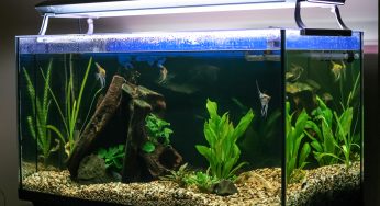 Cuidados com peixes – A manutenção correta do aquário