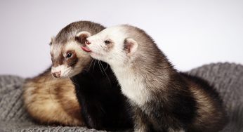 Como cuidar de um furão: os cuidados com a saúde do seu bichinho