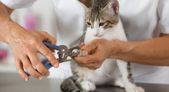 Pelos e unhas de gato – Cuidados e dicas fundamentais