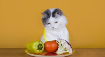 Comida natural para gatos: Entenda os seus benefícios
