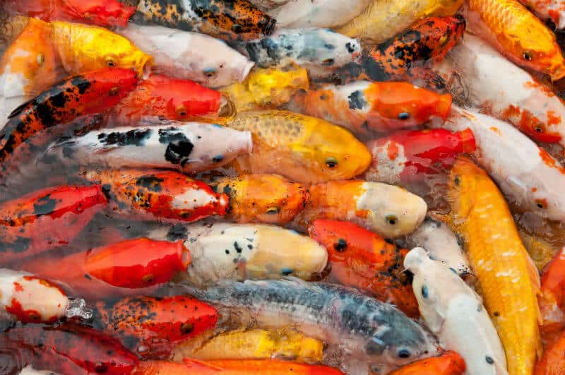 Tipos de peixes Conheça as principais classificações Petz Tipos de peixes Conheça as principais classificações Petz