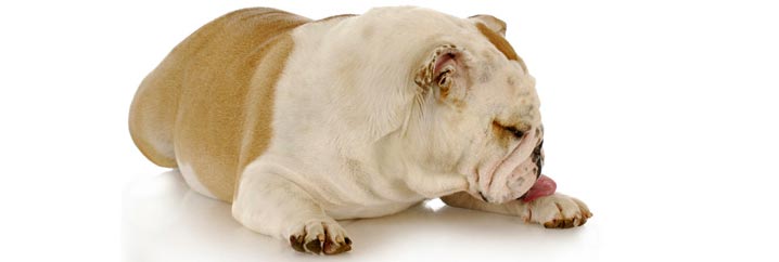 doenças de pele no bulldog