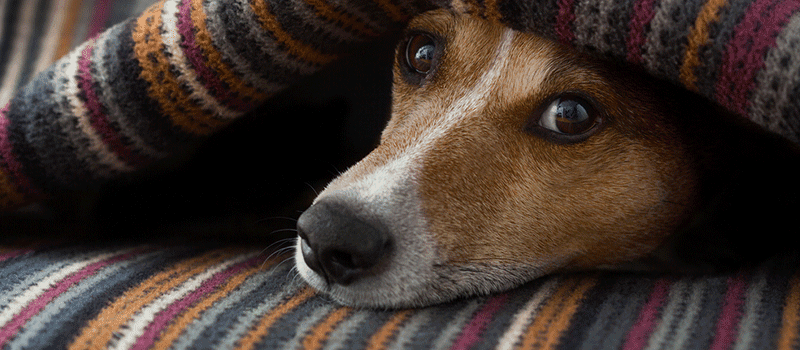 cachorro embaixo de cobertor com frio