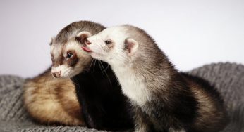 Ferret – Os furões são os pets ideais para você?