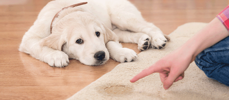 Como adestrar um cachorro a fazer xixi no lugar certo | Petz