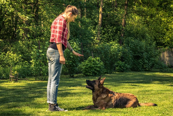 Como treinar um cachorro com sucesso