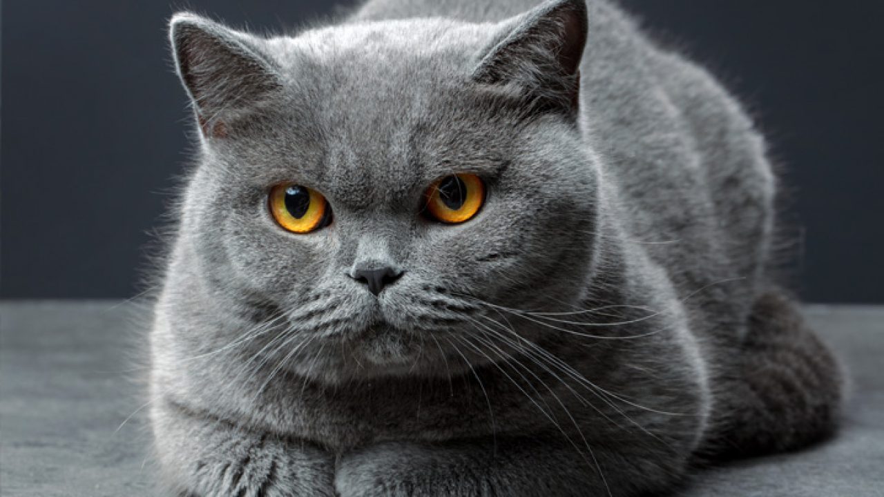 Comportamento dos gatos: 9 sinais para ficar atento | Petz