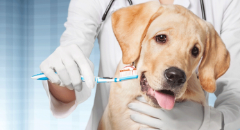 Dentes de cachorro: Como evitar e tratar complicações