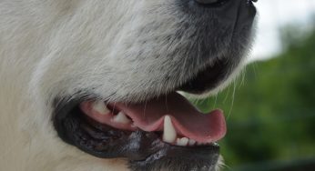 Escova e pasta de dente para cachorro: você sabe como usar?