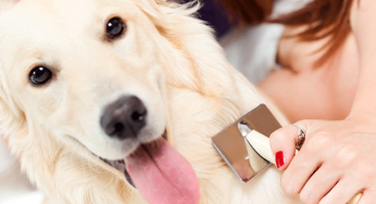 Escova para cachorro – Como escovar pelagem embaraçada