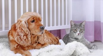 Parasitas – Como identificar e prevenir em cães e gatos