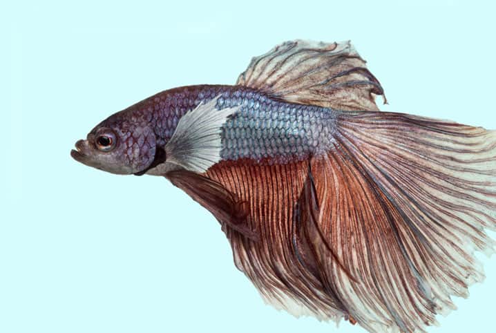 Peixe Betta – Conheça as particularidades deste peixe