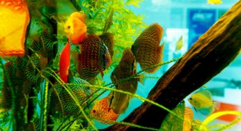 Peixes nadando estranho: o que isso pode significar?