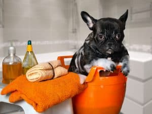 Cachorro tomando banho