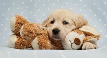 Problemas de pele em cachorro e gato: como resolver?
