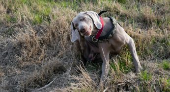 Pulgas – Prevenção, sintomas, problemas e tratamentos