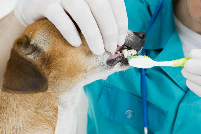 Cachorro com mau hálito: 6 dicas práticas para tratar