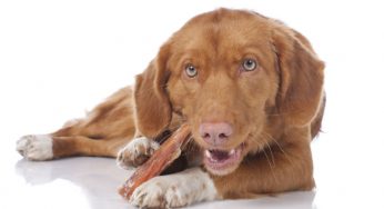 Petiscos para cachorros – Escolhendo opções saudáveis