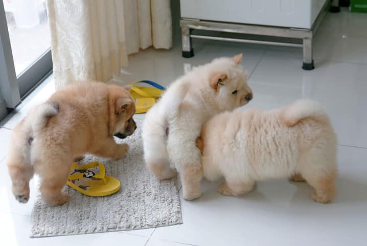 chow chow reservado adaptável