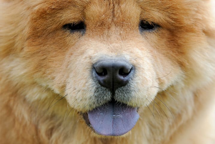 chow chow reservado adaptável