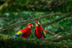 Casal de animais silvestres, Araras