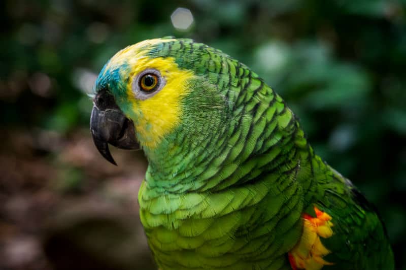 Como descobrir o sexo de um papagaio
