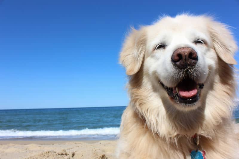 cores de golden retriever