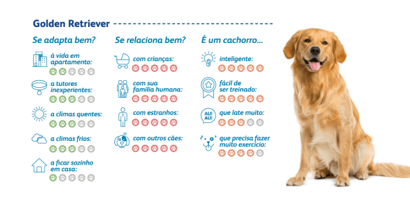 golden retriever caracteristicas golden retriever bonito amoroso e cheio de energia petz golden retriever caracteristicas golden retriever bonito amoroso e cheio de energia petz
