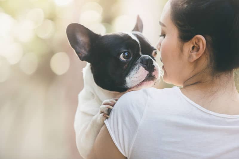 buldogue francês cores