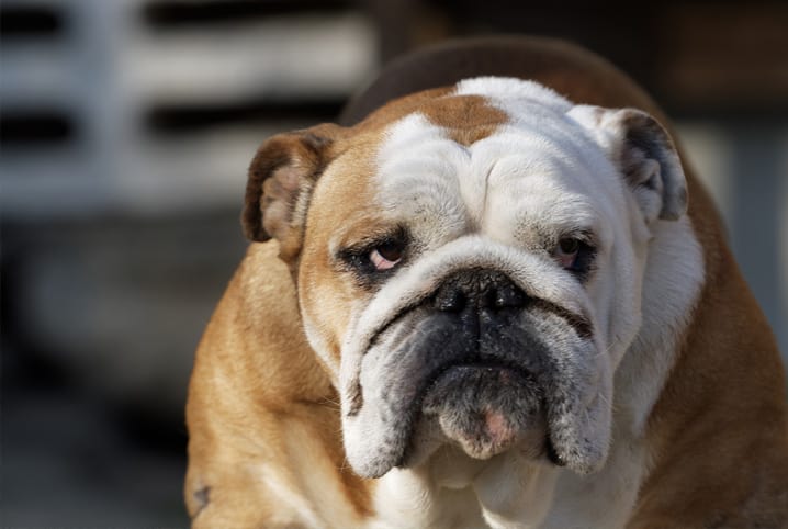 bulldog