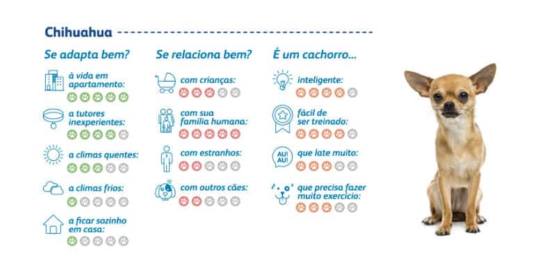 Chihuahua: Atitude, lealdade e proteção em miniatura 1 Características do chihuahua