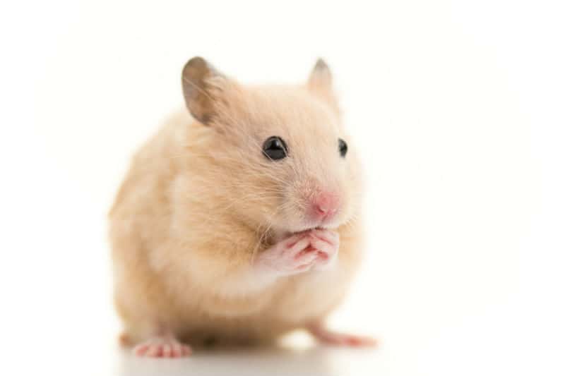 Hamster estressado: saiba como identificar o problema em roedores