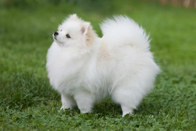 https://www.petz.com.br/blog/wp-content/uploads/2017/07/lulu-pomerania-03.jpg?x15843