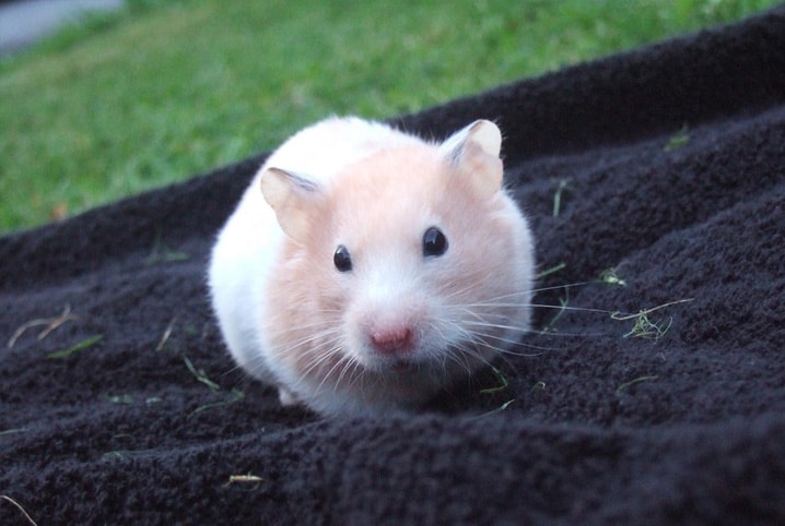 Tudo sobre hamster: 10 curiosidades sobre esse roedor