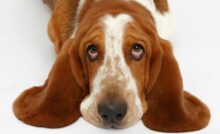 basset hound 01