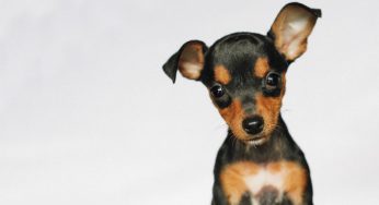 Nomes para cachorro Pinscher: veja opções para ajudar você nessa escolha