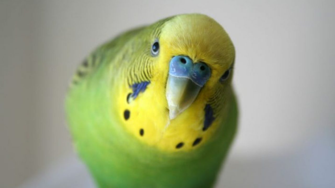 Periquito- Saiba tudo sobre esta linda e popular ave Petz foto