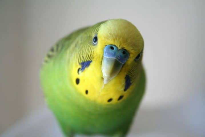 Periquito-  Saiba tudo sobre esta linda e popular ave