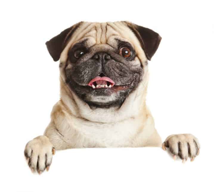 pug blogs pug um c 227 o caseiro amoroso e amigo das crian 231 as petz pug blogs pug um c 227 o caseiro amoroso e amigo das crian 231 as petz
