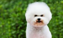 bichon frise 02