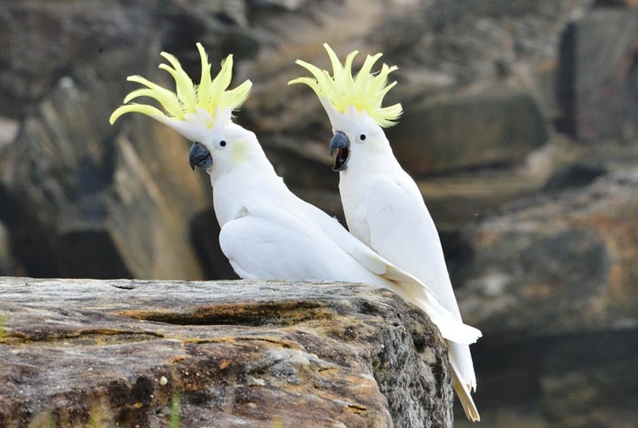 cacatuas aves