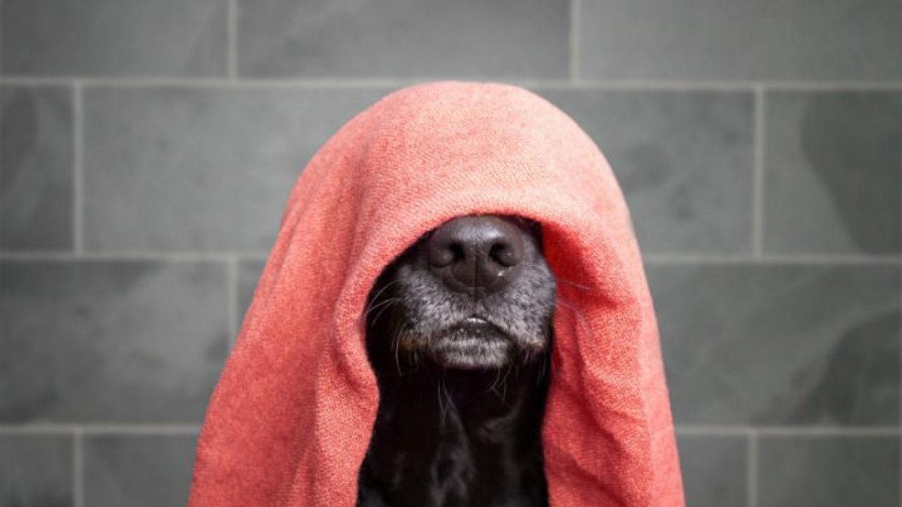 Cachorro com medo de agua Outlet