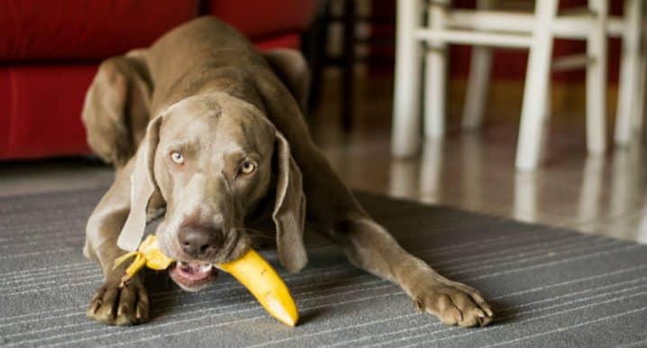 cachorro pode comer casca de banana
