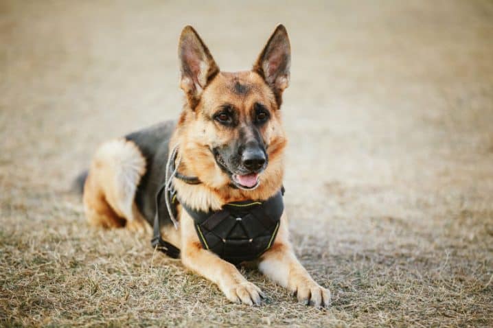 cachorro policial