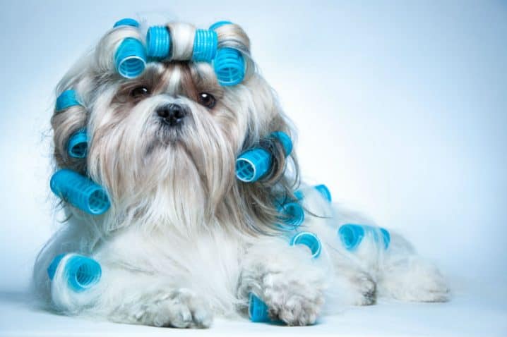 Penteados para cachorro: como evitar acidentes comuns | Petz