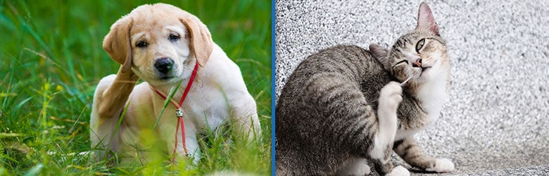 Como eliminar pulgas e carrapatos em cães e gatos?