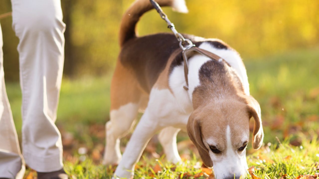 Como passear com cachorro: 6 dicas para uma boa caminhada I Petz