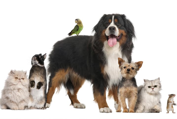 Animais de estimação pequenos: como escolher o pet ideal?