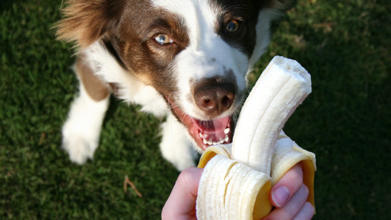 Cachorro pode comer banana? O que pode fazer mal? - Blog Petz Cachorro pode comer banana? O que pode fazer mal? - Blog Petz
